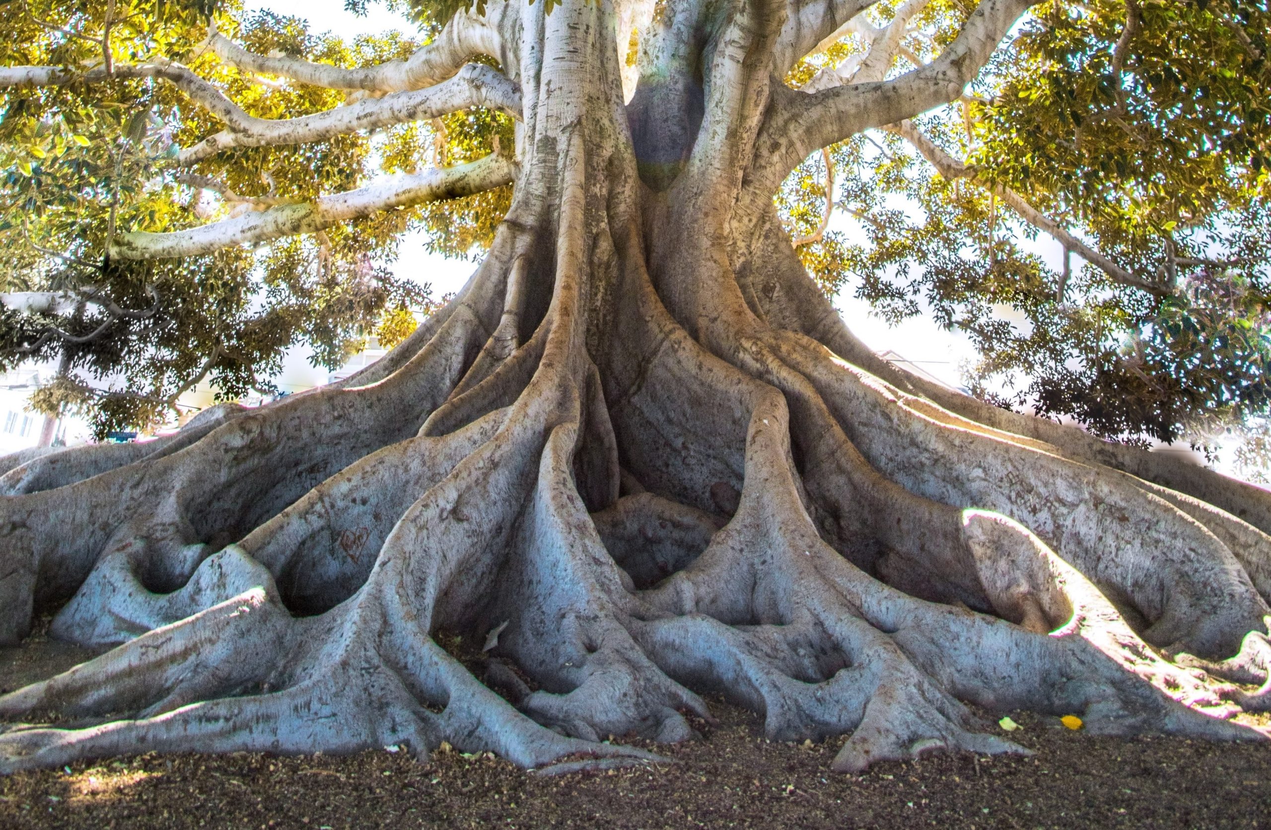 Pieds de l'arbre - Carl Jung