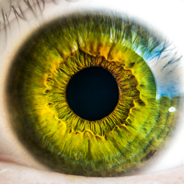 Observation de l'iris